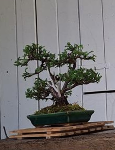 hinoki studio